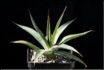 Agave ocahui v. longifolia