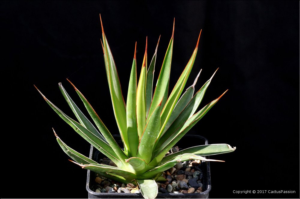 Agave ocahui
