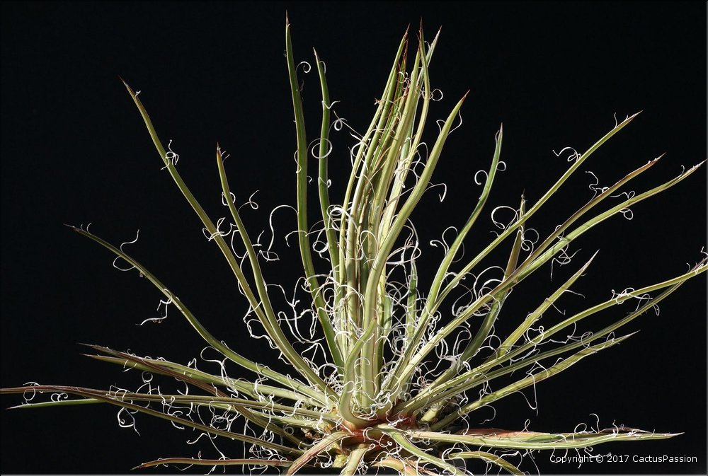 Agave ornithobroma