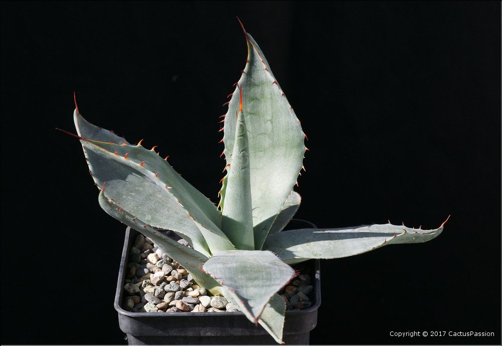 Agave palmeri Lz 1025