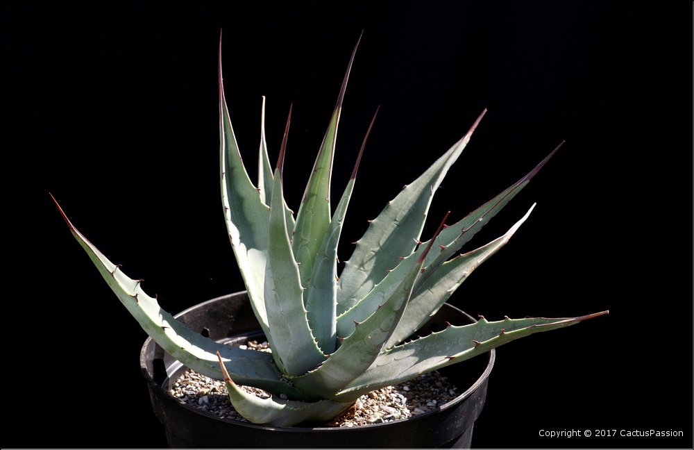 Agave palmeri
