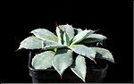 Agave parryi f. minima
