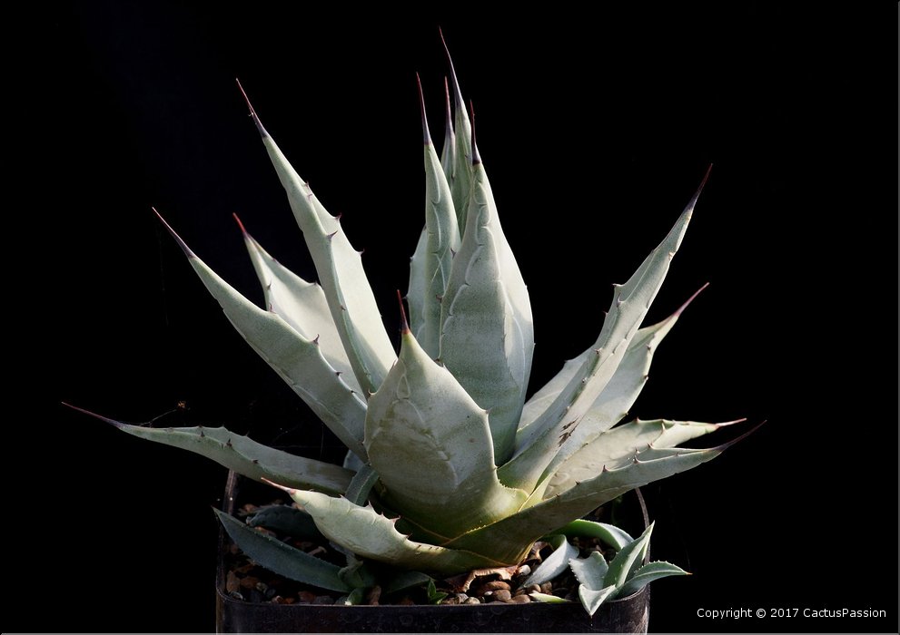 Agave parryi v. couesii