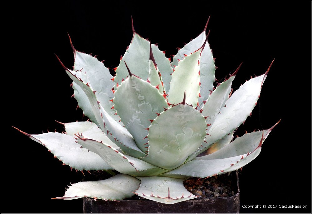 Agave parryi v. truncata