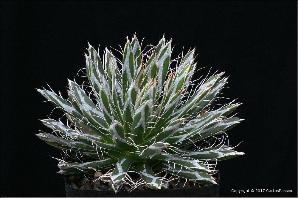 Agave parviflora