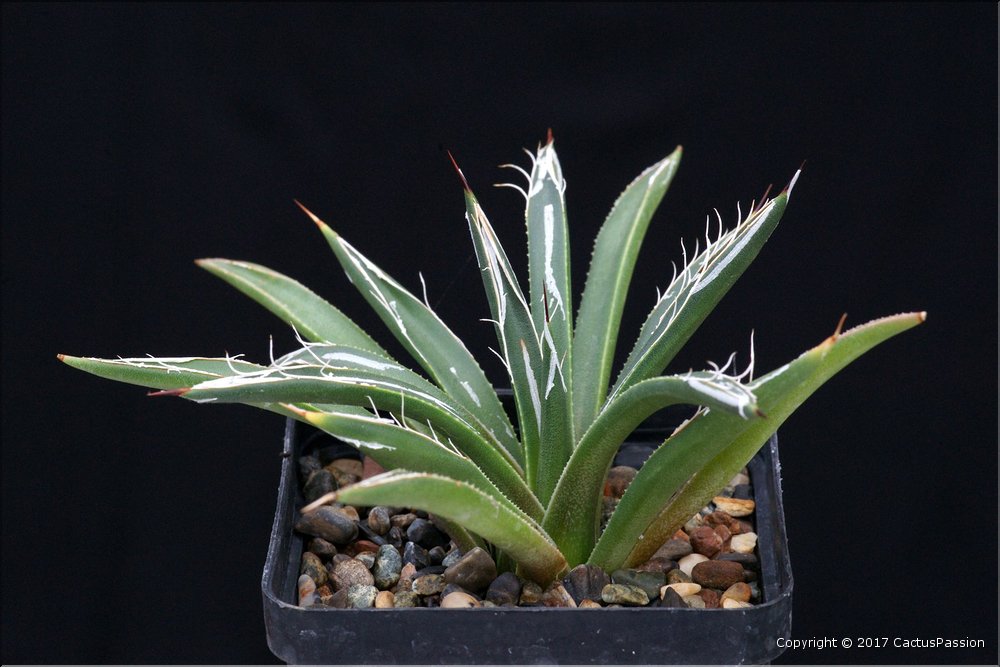 Agave polianthiflora