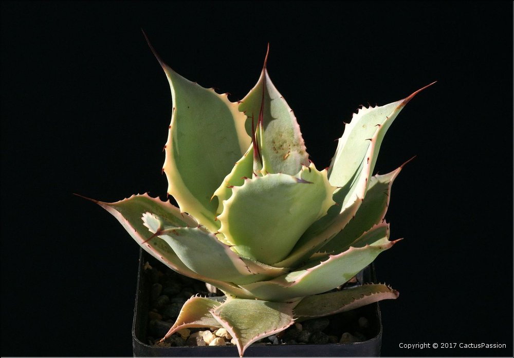 Agave potatorum 'Bluewinds'