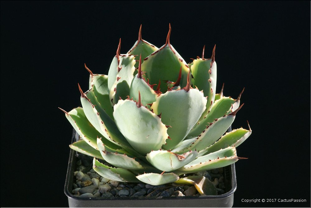 Agave potatorum 'Snowfall'