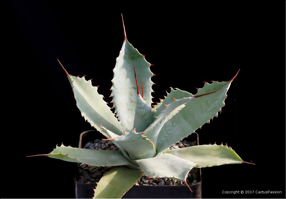 Agave potatorum v. verschaffeldtii