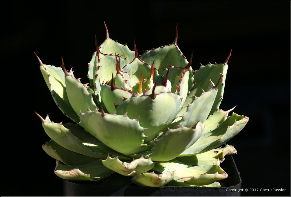 Agave potatorum v. verschaffeltii mediopicta