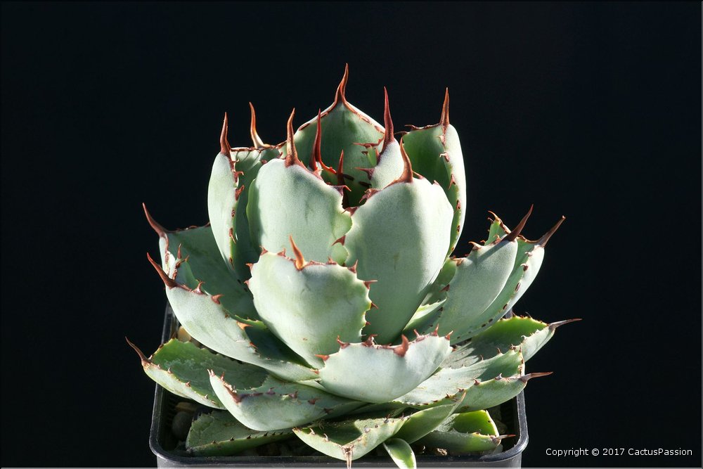 Agave potatorum v. verschaffeltii variegata