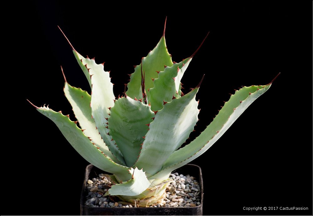 Agave potatorum