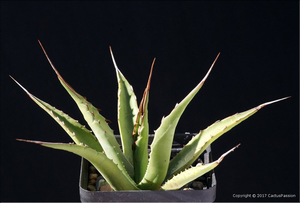 Agave potrerana