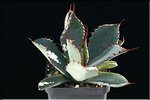Agave pseudopotatorum