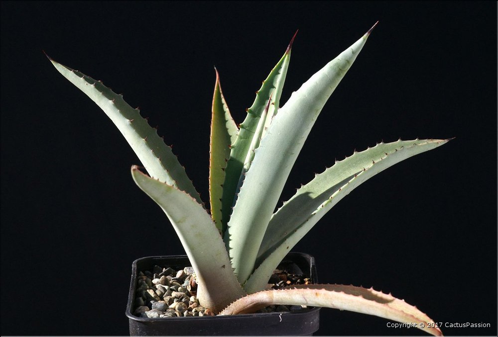 Agave rhodacantha