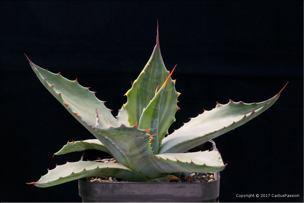 Agave salmiana v. ferox striata