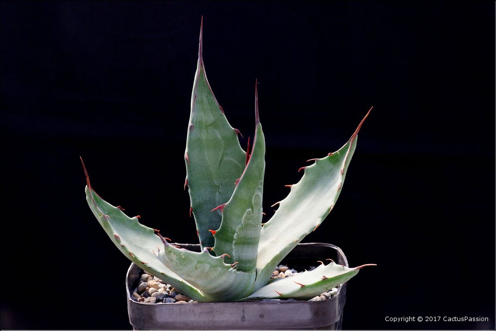 Agave salmiana