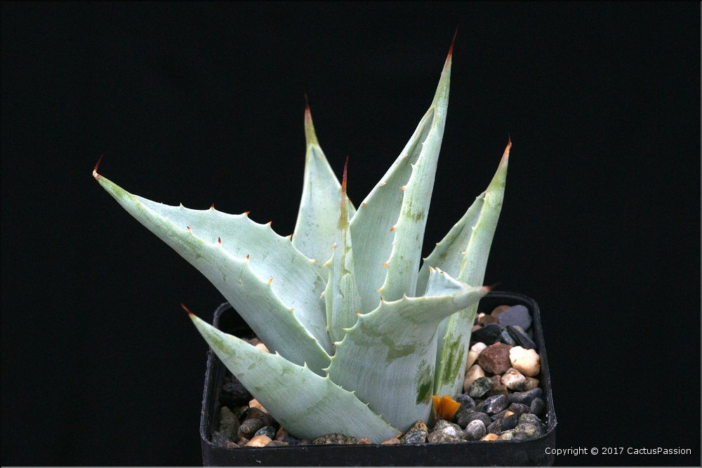 Agave sebastiana