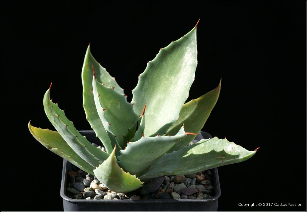 Agave seemanniana