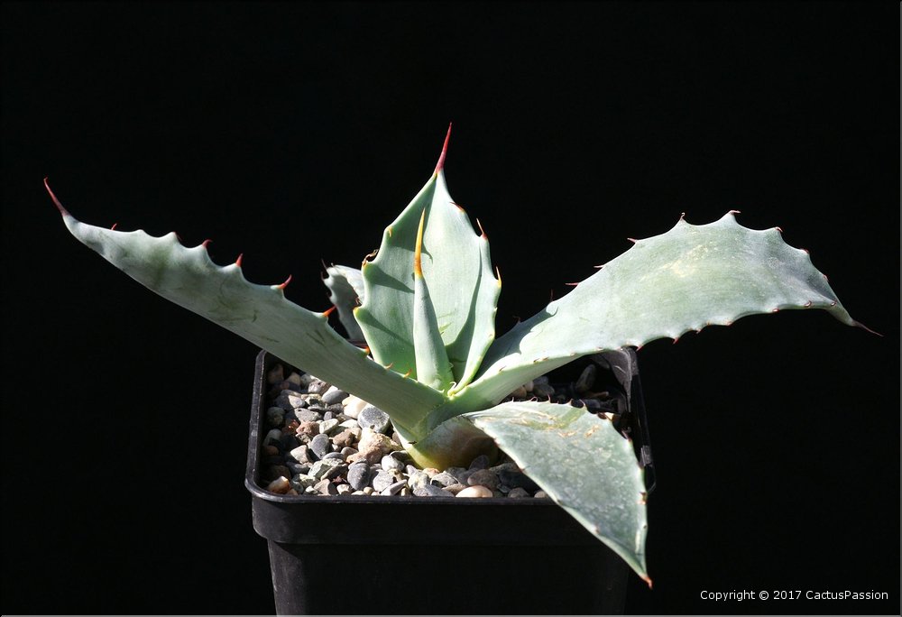 Agave shrevei ssp. magna