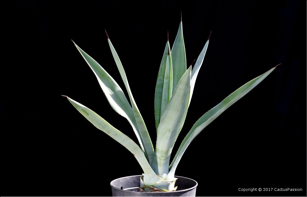 Agave sisalana armata