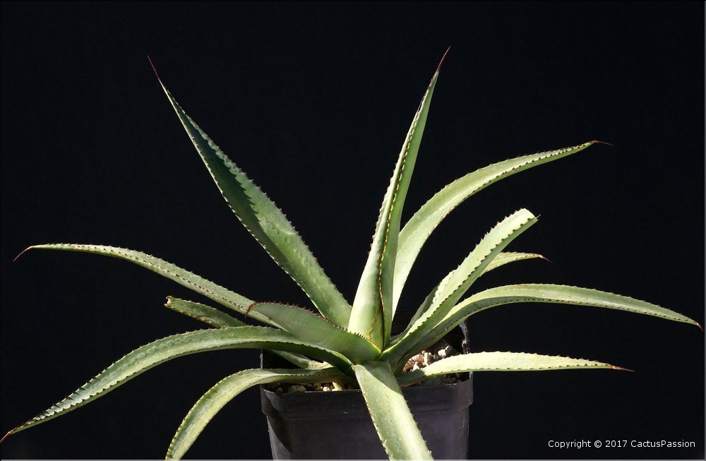 Agave warelliana