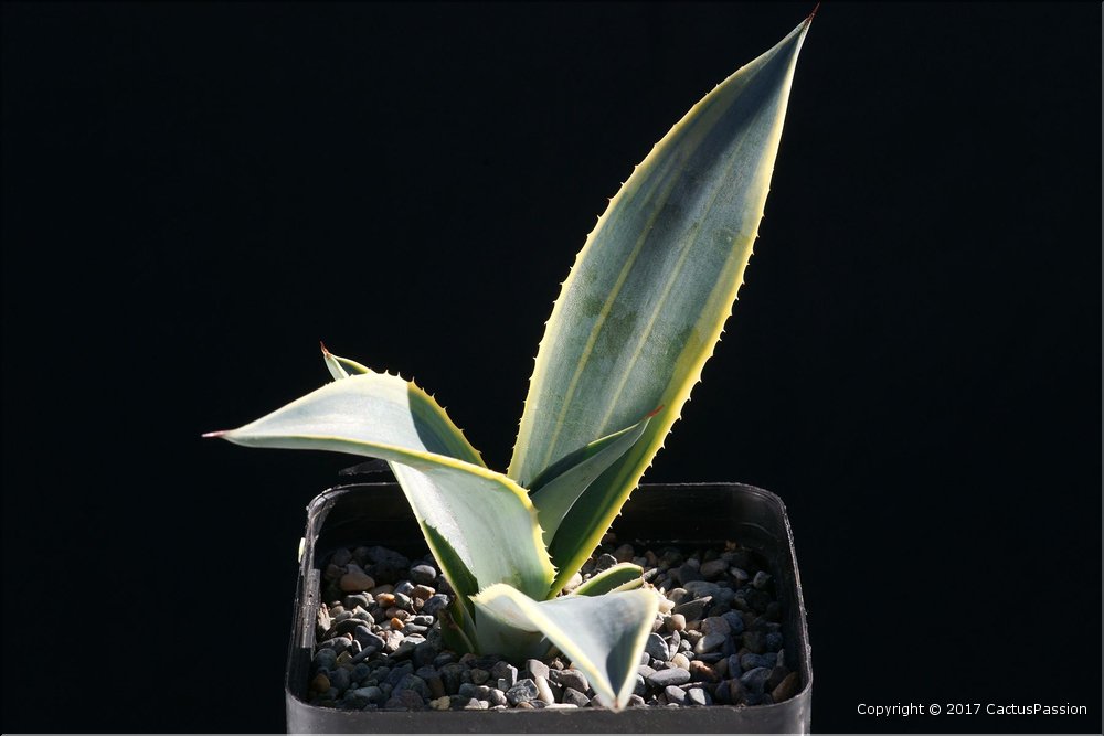 Agave weberi variegata