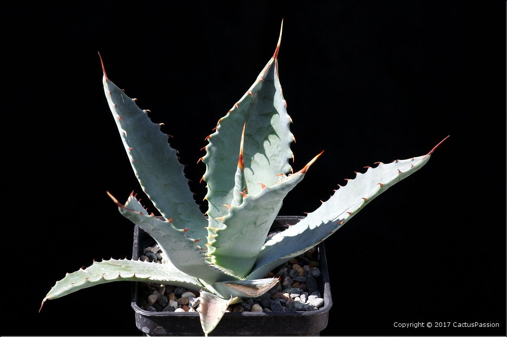 Agave wocomahi