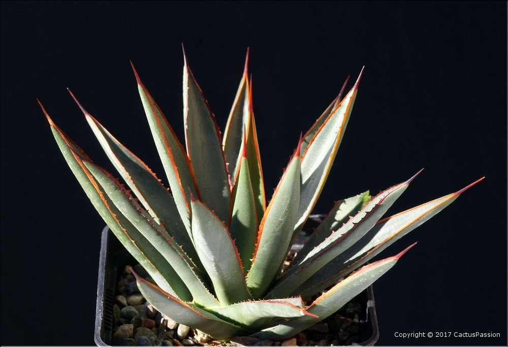 Agave x arizonica