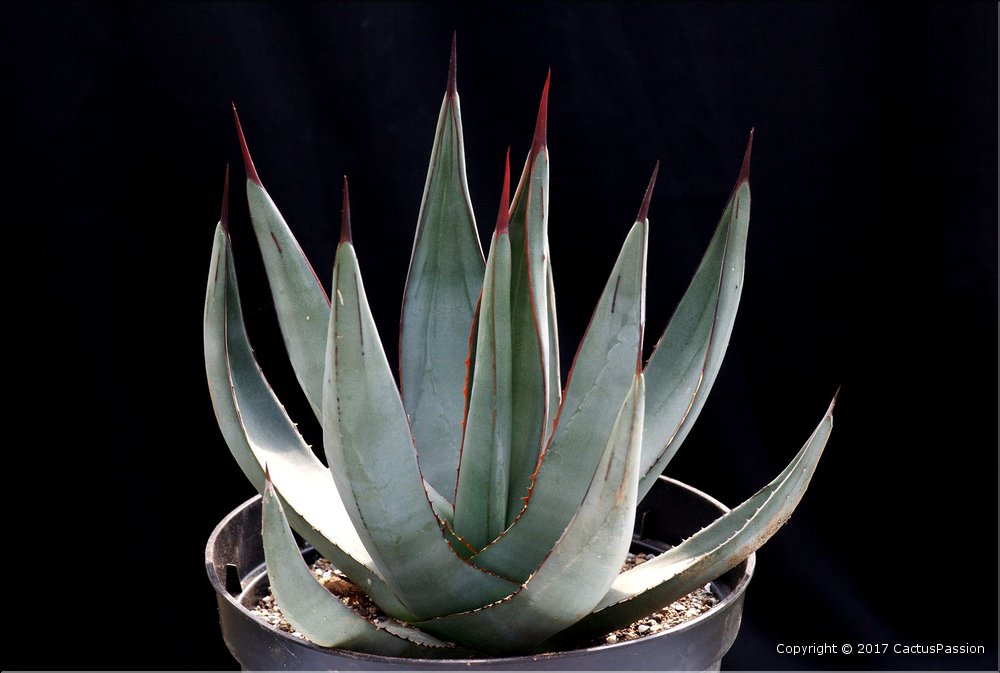 Agave x nigra