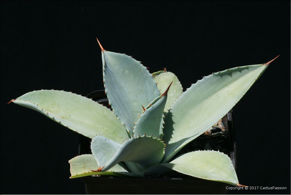 Agave x nussaviorum
