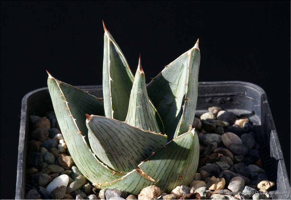 Agave x pumila