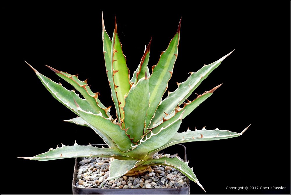 Agave xylonacantha