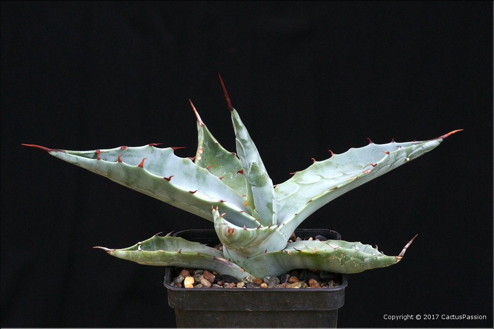 Agave zebra