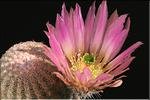 Echinocereus pectinatus CSD 89