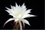 Echinopsis subdenudata